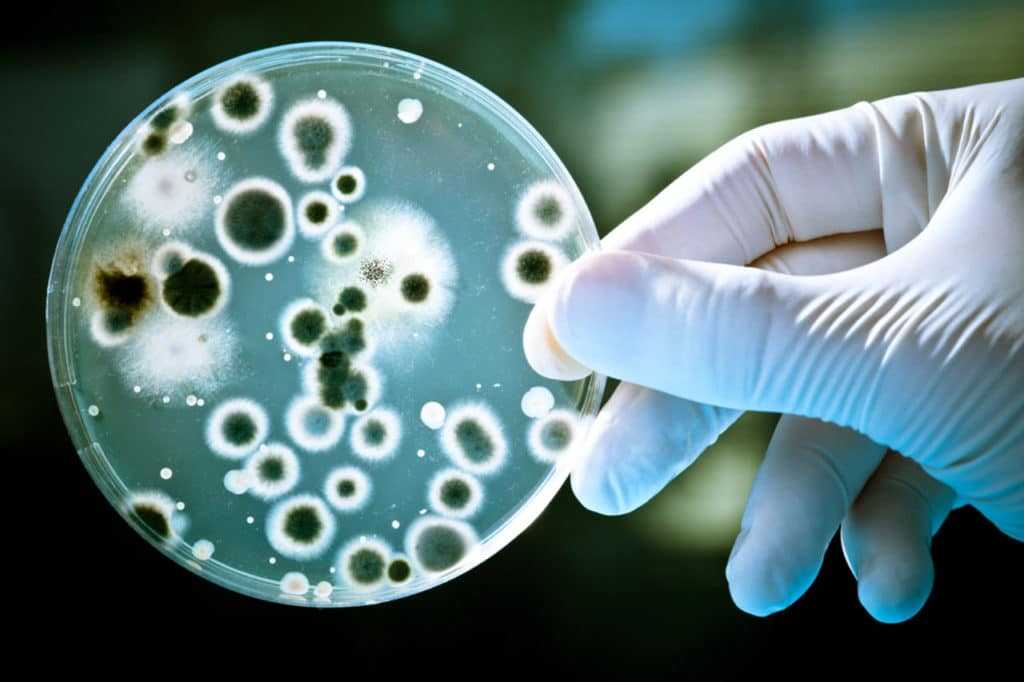 Микроорганизмы и грибки