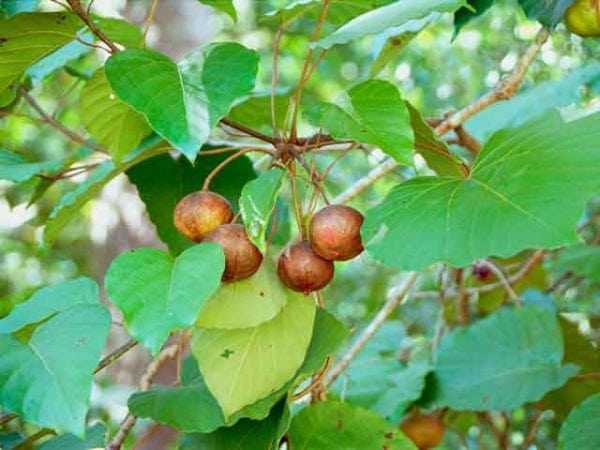 Плоды тунгового дерева для получения масла
