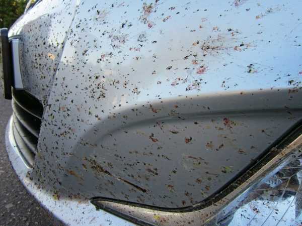 Следы от насекомых на машине