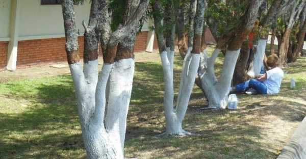 У деревьев можно белить только штамб